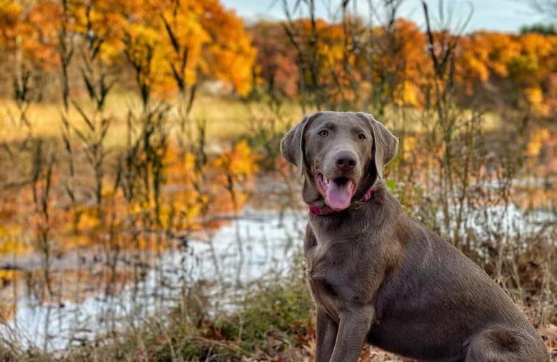 Silver Labrador Retriever dog sitting outside