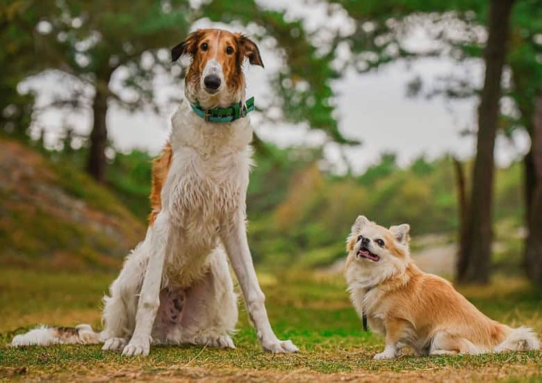A sitting Borzoi enjoying the day with a Chihuahua friend