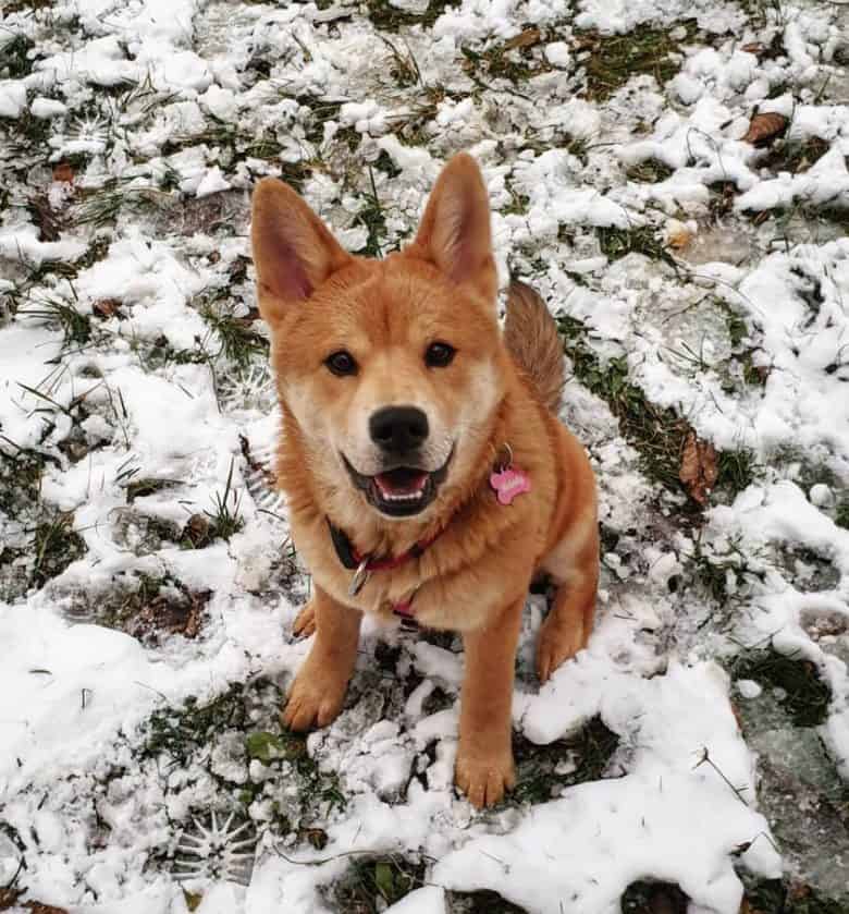 a Chusky puppy sitting on the garden after the snow