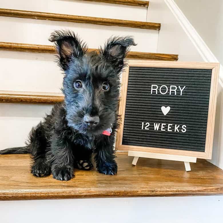 A Scottie puppy sitting and celebrating its 12 weeks