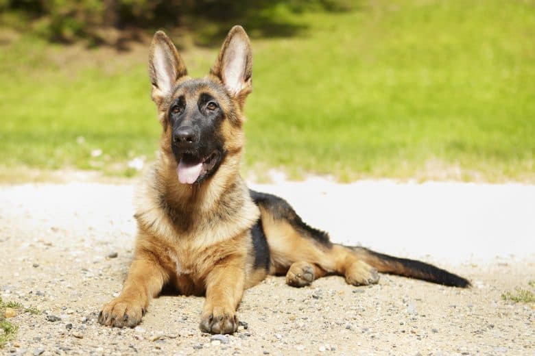 German Shepherd relaxing outside