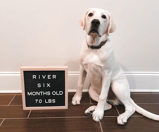 Six-month old Labrador Retriever dog celebrating its birthday