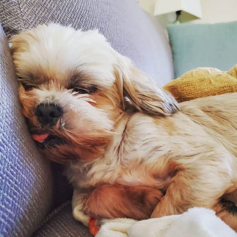 a sleeping Golden Shih Tzu with tongue out