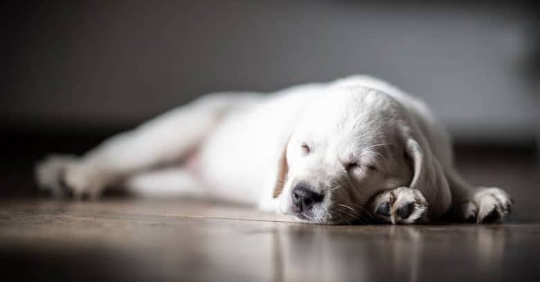 Sleeping Labrador Retriever puppy