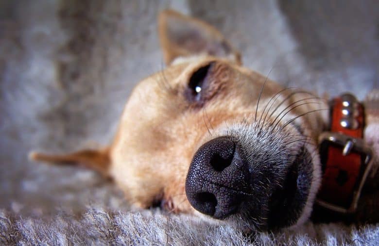 A sick Chihuahua dog