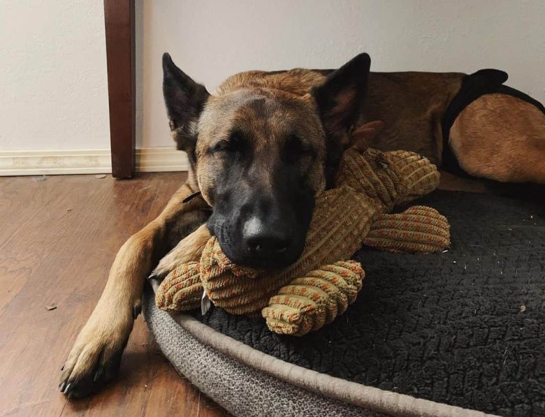 The Belgian Malinois German Shepherd mix sleeping with its teddy