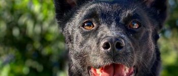 A smiling Border Heeler mix dog