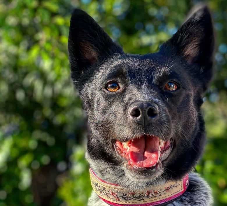 A smiling Border Heeler mix dog