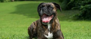 Smiling Boxer dog relaxing on the grass