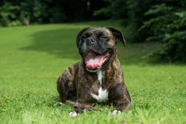 Smiling Boxer dog relaxing on the grass