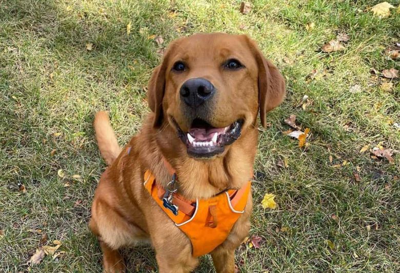 Smiling Fox Red Labrador Retriever dog
