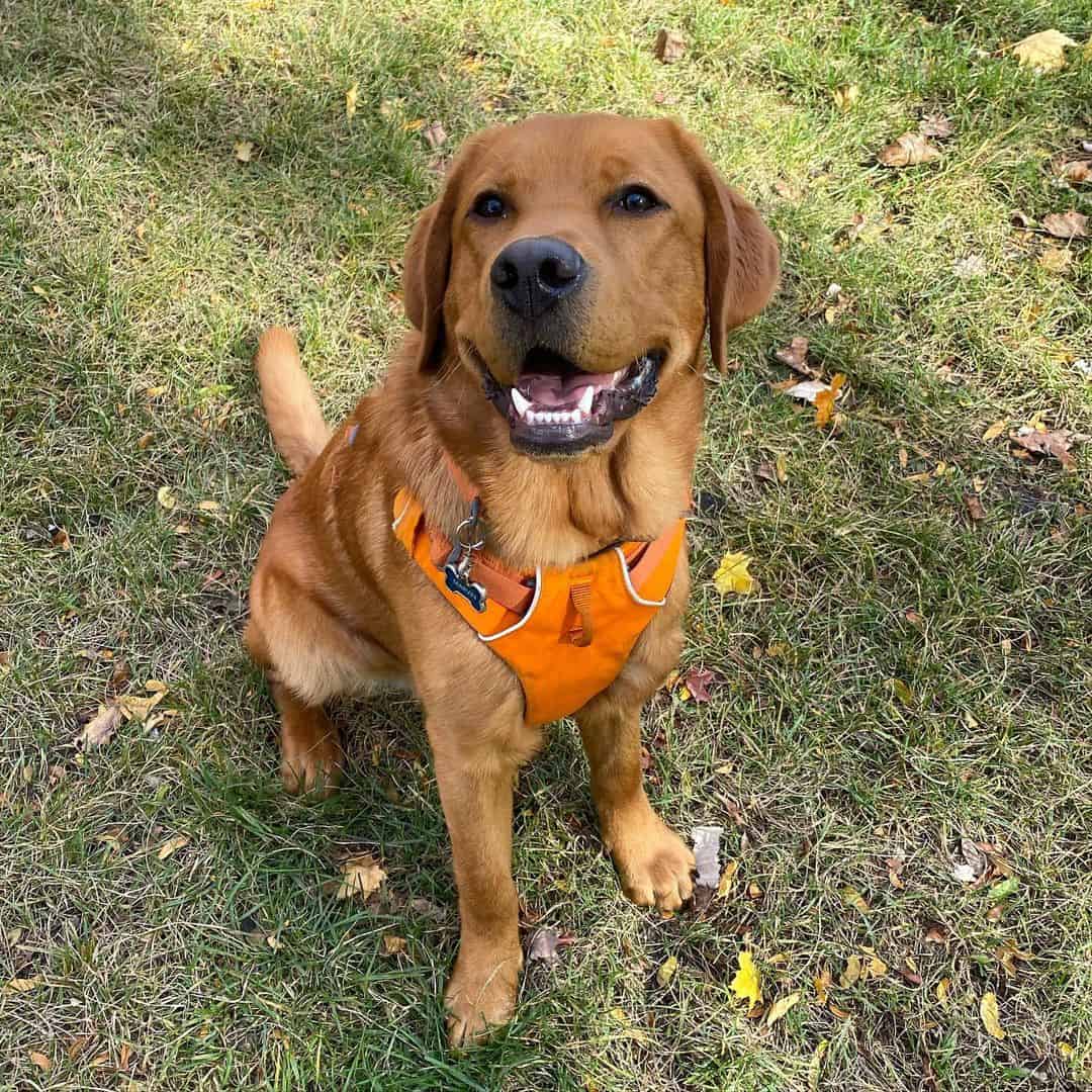 400 best Labrador Names that are unique and cool K9 