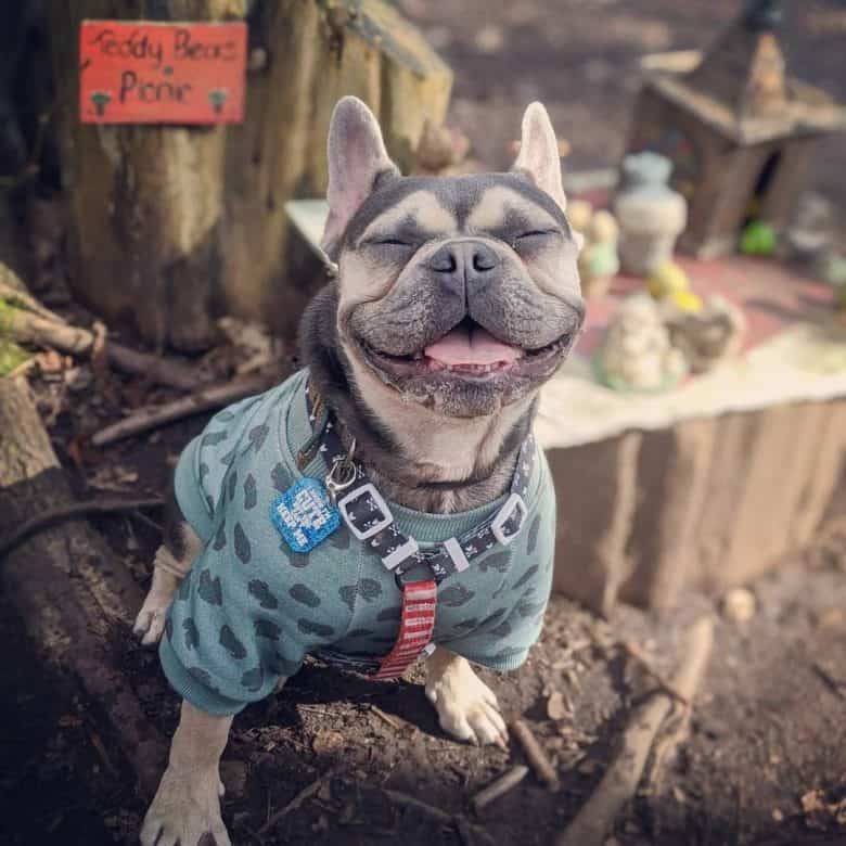 a smiling and looking cute French Bulldog sitting