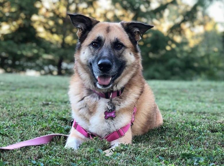 a Great Pyrenees German Shepherd lounging on the grass