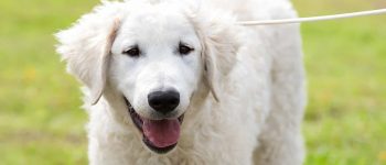 a white smiling Hungarian Kuvasz