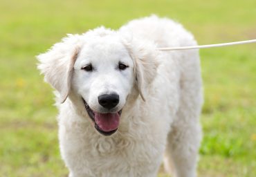 a white smiling Hungarian Kuvasz