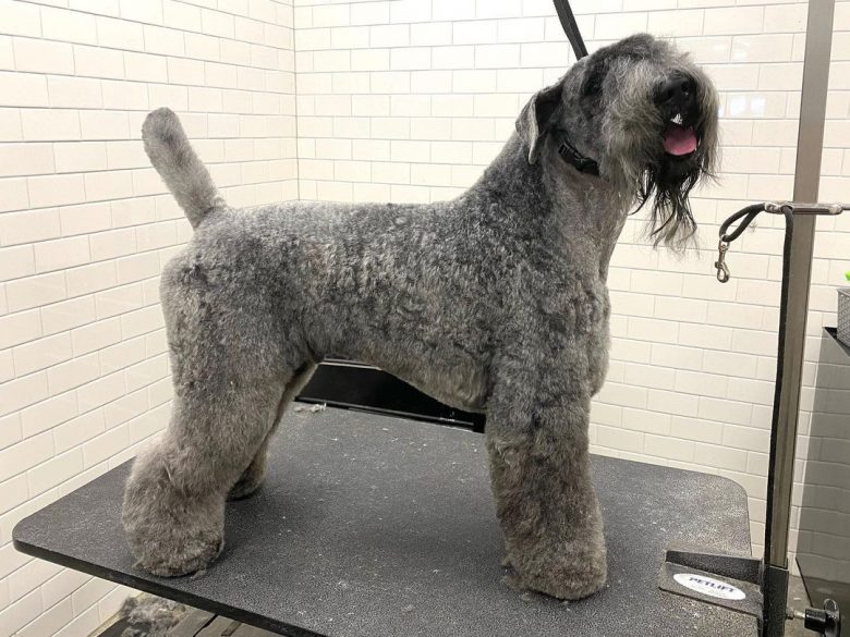A smiling handsome Kerry Blue Terrier ready for grooming