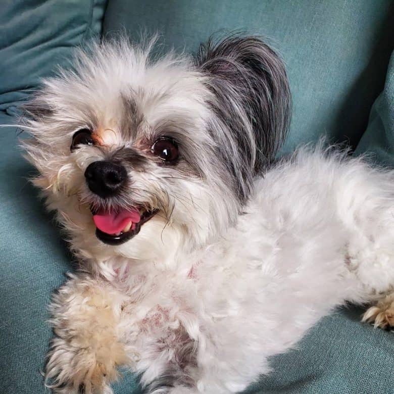 A smiling Poodle Papillon mix on couch