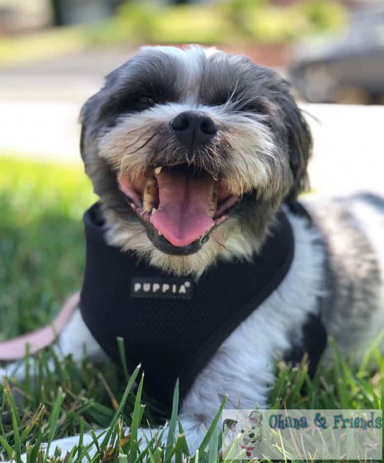 Smiling Shih Tzu and Schnauzer mix dog