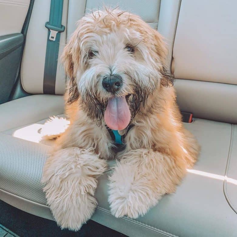 Smiling Whoodle relaxing in the backseat