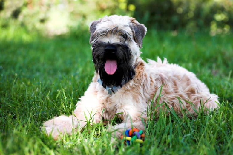 Soft-Coated Wheaten Terrier lying on the grass