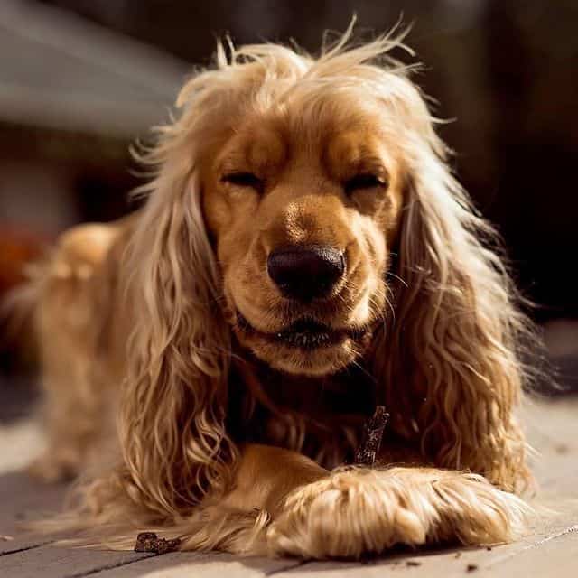 A squinting Cocker Spaniel dog