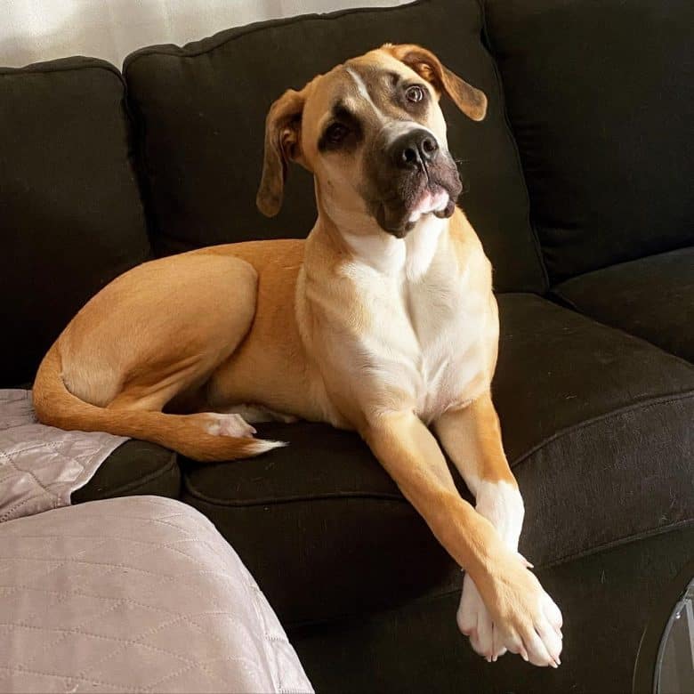 St. Bernard and Pit Bull mix dog lying on the couch