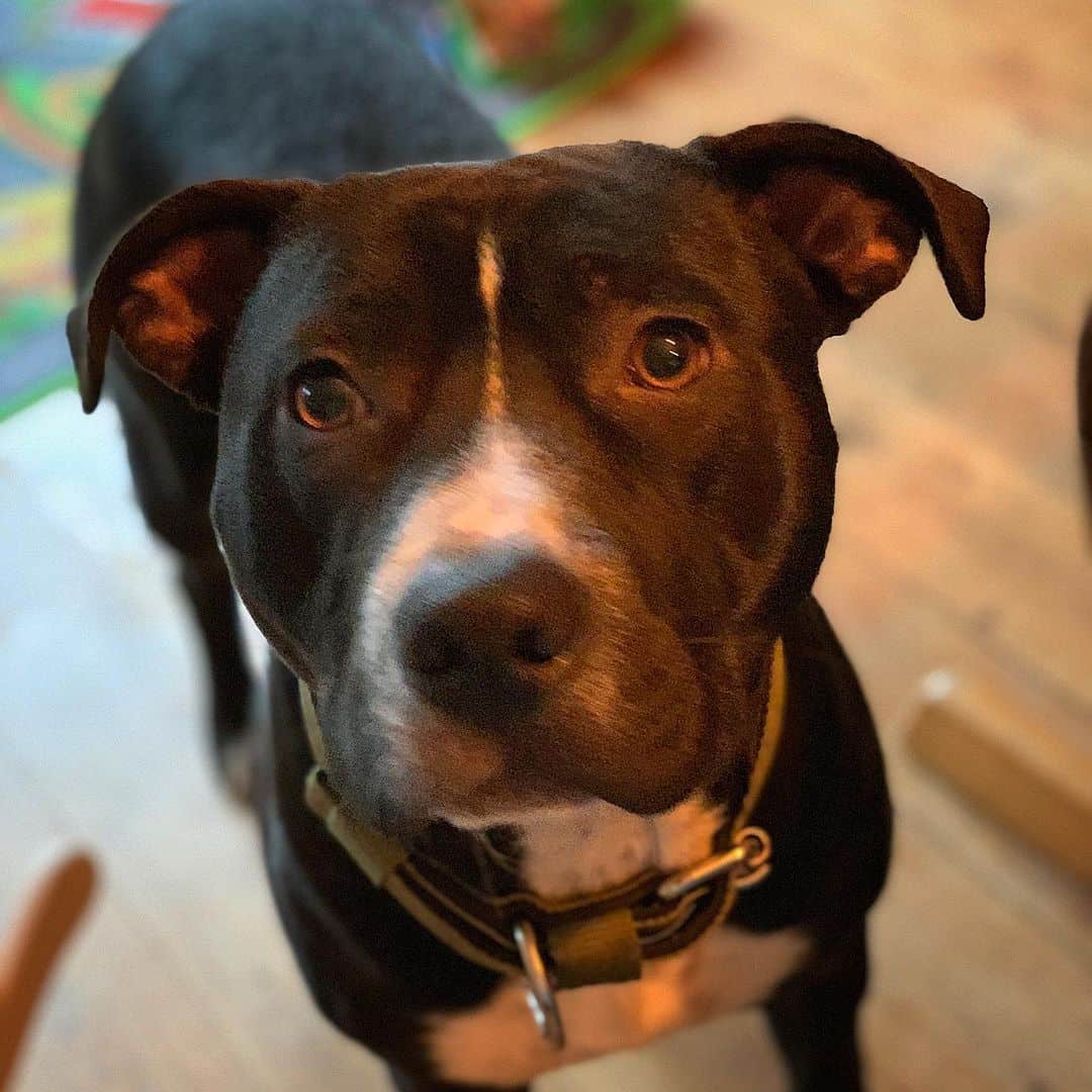 40 of the best Pitbull Mixes we adore K9 