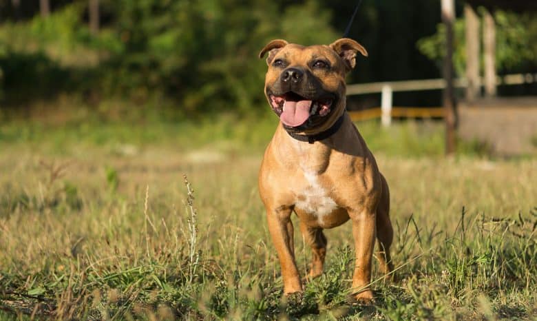 A Staffordshire Bull Terrier dog barking on the field