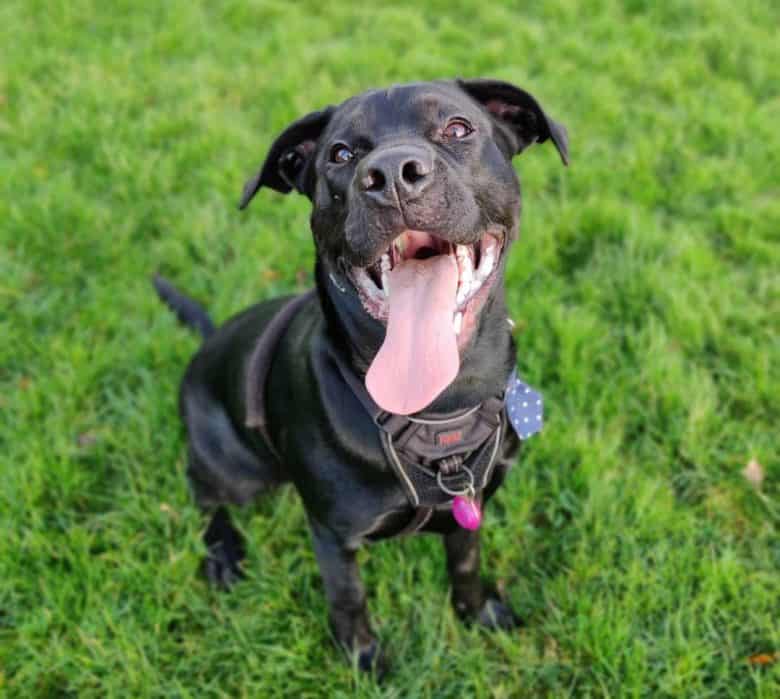 Staffordshire Bull Terrier Lab mix sitting on the grass