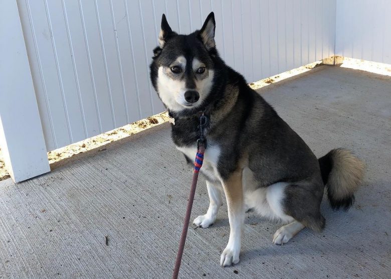 A Standard Alaskan Klee Kai sitting patiently