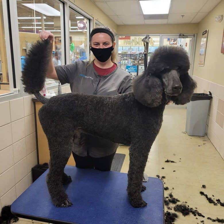 A gray Standard Poodle groomed and had a Kennel Clip Cut