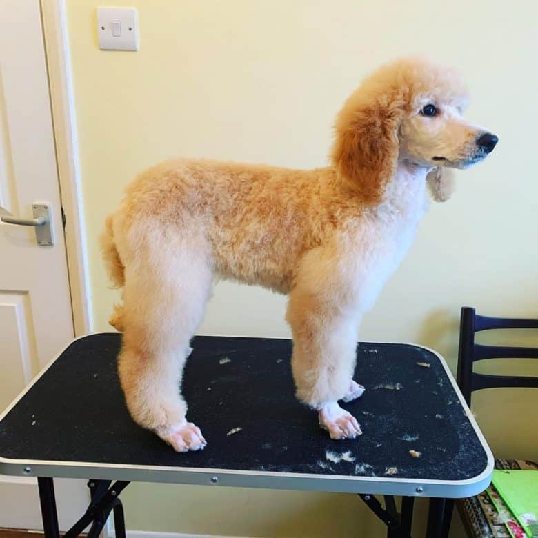 A Lamb Cut on a Standard Poodle