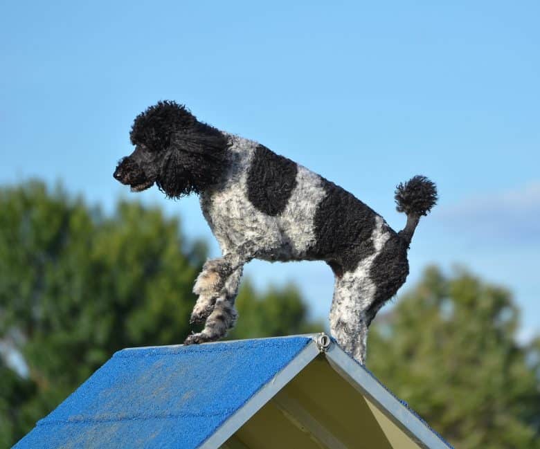  Un Caniche estándar haciendo trucos en un marco a