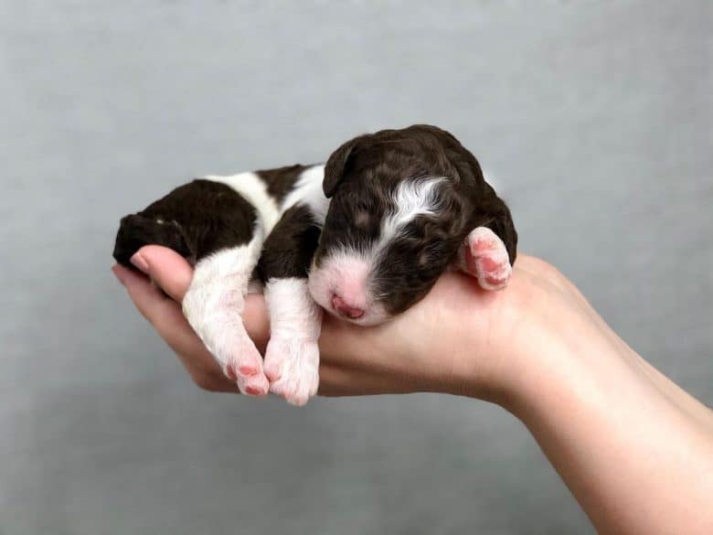 A palm-sized Standard Poodle puppy sleeping