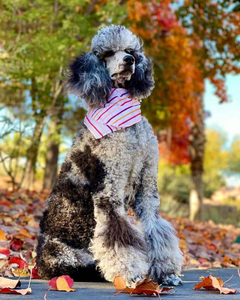 A portrait of a proud Standard Poodle on a fall season