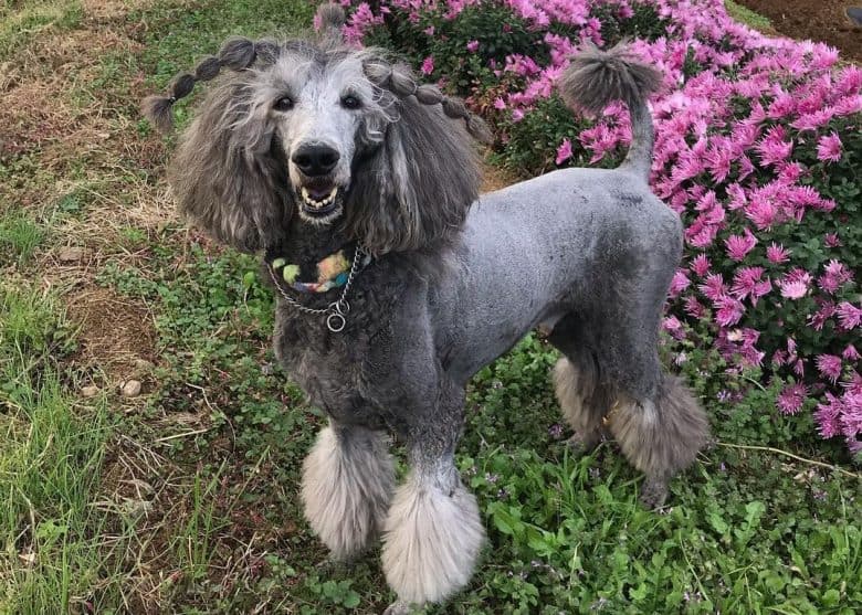 Silver Standard Poodle smiling with Chrysanthemum and Watercress background