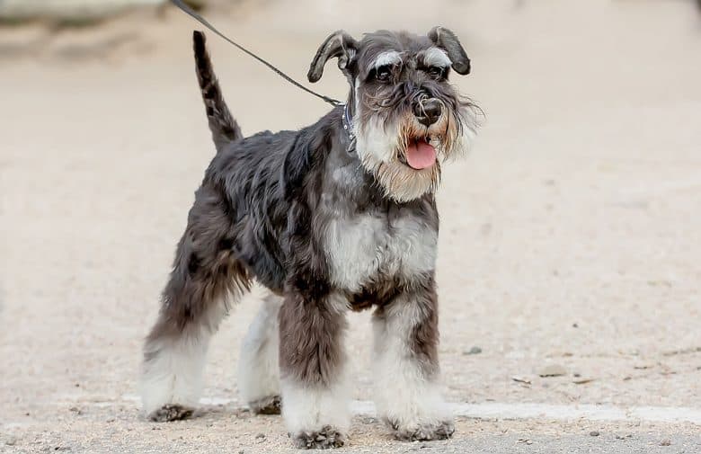 Purebred Standard Schnauzer dog