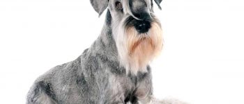 Standard Schnauzer dog portrait