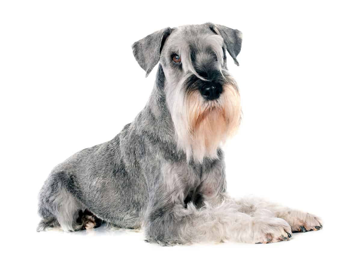 Standard Schnauzer dog portrait