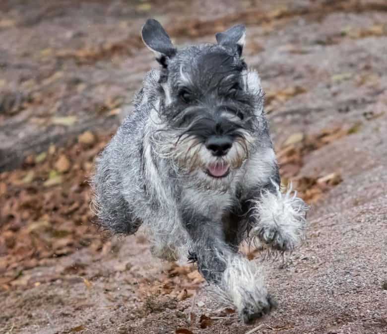 Standard Schnauzer dog running fast