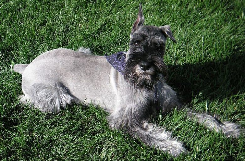 Standard Schnauzer lying on the grass