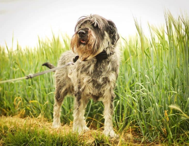 Standard Schnauzer ready for hunting