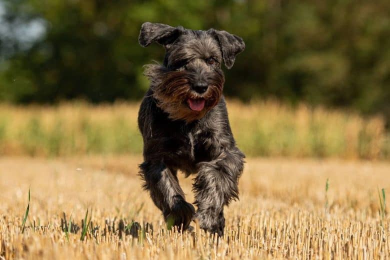 Standard Schnauzer running on the field