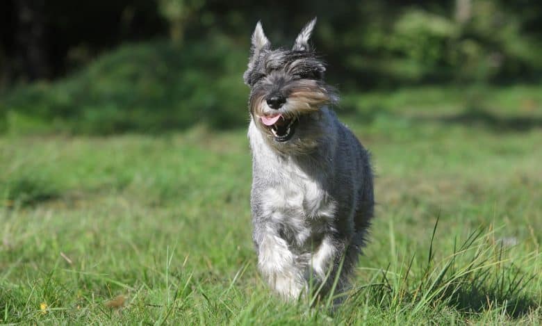 Standard Schnauzer dog running on the grass