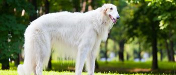 a stark white Borzoi standing on the grass under the sun