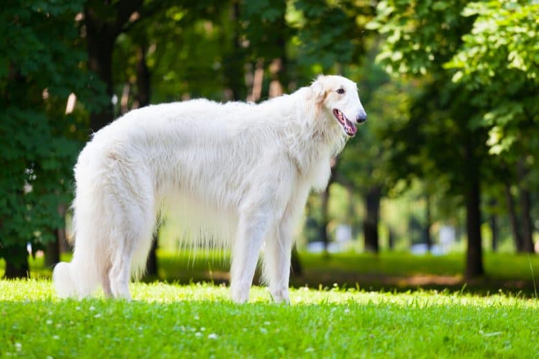 A stark white Borzoi standing on the grass under the sun