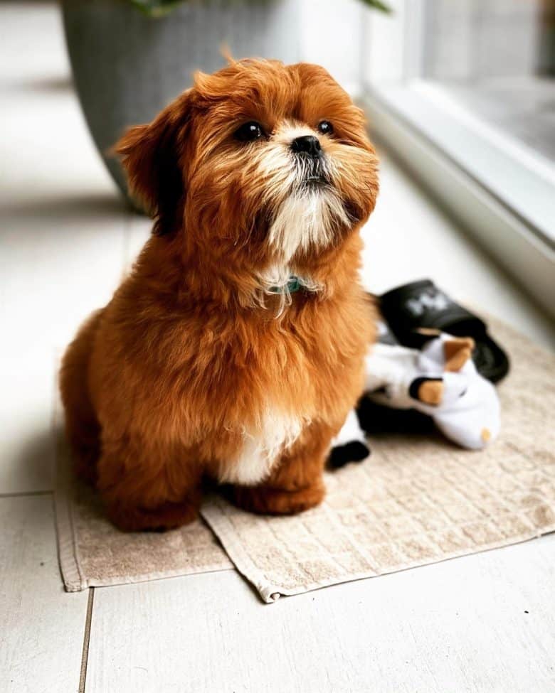 a sweet red Shih Tzu sitting and looking up