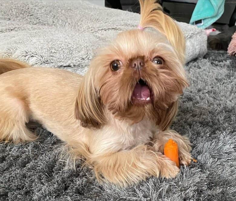 A Teacup Shih Tzu eating carrot