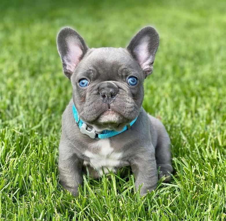 Eine Teetasse Französische Bulldogge Welpe sitzt auf Gras